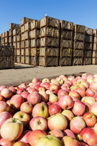 Bir depoda bir kutu içinde elma.
