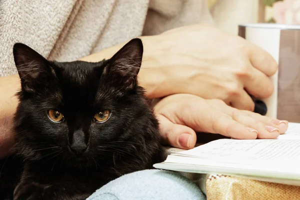 Evde kollarındaki kedi..