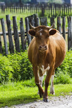 İnek kırsalda yürüyor..