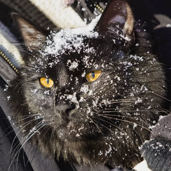 Portrait of a cat in the snow. — 스톡 사진