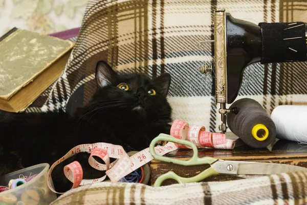 Черная Кошка Швейной Машинкой Дома — стоковое фото