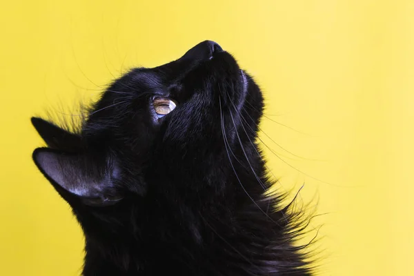 Портрет чорного кота — стокове фото