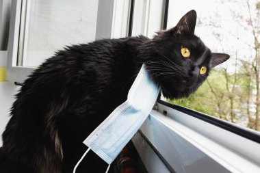 Pencerede tıbbi maskeli kara kedi