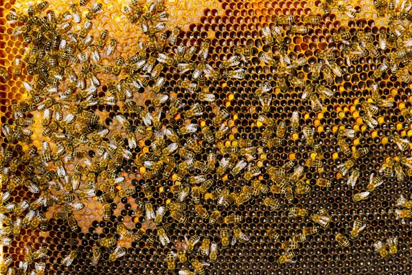 Arı kovanında bal ve arılar olan bal peteği çerçevesi