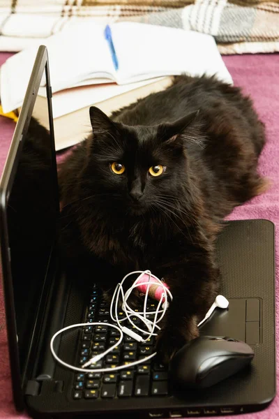 Ноутбуке Помощью Мыши Наушников Лежит Домашняя Кошка — стоковое фото
