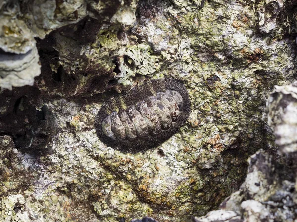 Gelgit alanında chiton — Stok fotoğraf