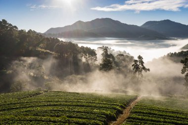 çilek tarlaları Kuzey Tayland