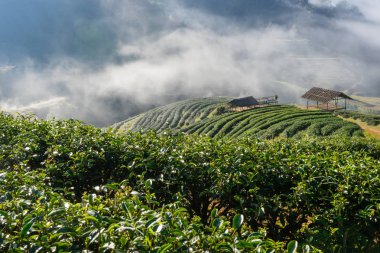 çay tarlaları Kuzey Tayland