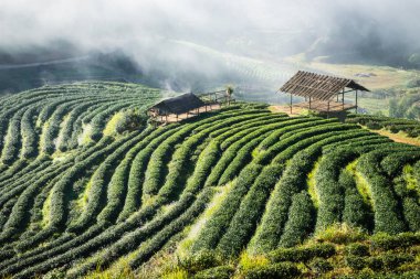 çay tarlaları Kuzey Tayland