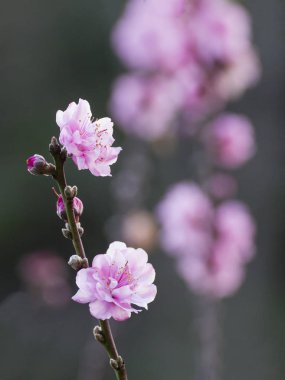 Şeftali çiçeği çiçek