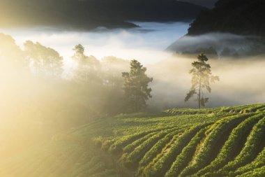 çilek tarlaları Kuzey Tayland