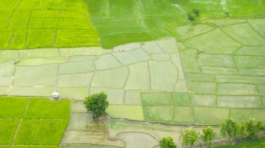 Genç pirinç çeltik alanları büyüyor