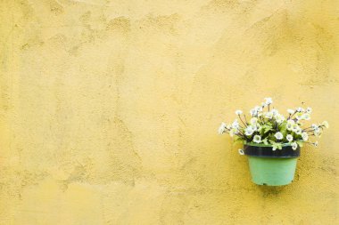 çiçek yeşil renk tencerede sarı dekore edilmiş bac duvar