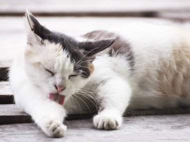 plakalar üzerinde beyaz kedi uzan 