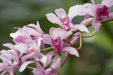 buket pembe orkide, yeşil arka plan