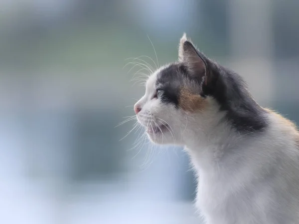 Sakin ve serin ile kedi kenarında
