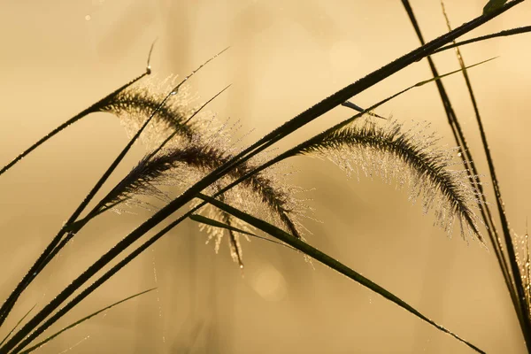 Clump of grass with droplets, silhouette picture — Stock Photo, Image