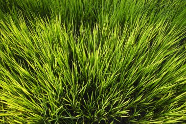 Genç pirinç çeltik alanları büyüyor