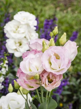 buket pembe lisianthus veya Eustoma çiçekler, seçici odak