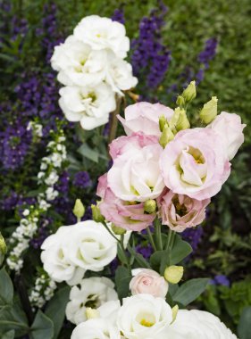 buket pembe lisianthus veya Eustoma çiçekler, seçici odak