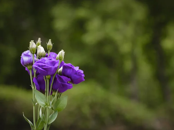 Mor lisianthus, gül gibi çiçek yan görünüm