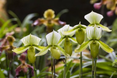 terlik orkide veya Paphiopdilum türler