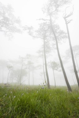 çam ormanı, Phu Soi Dao Milli Parkı, Tayland