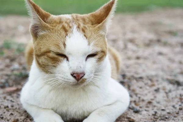 kedi uyku zemin üzerinde yatıyordu