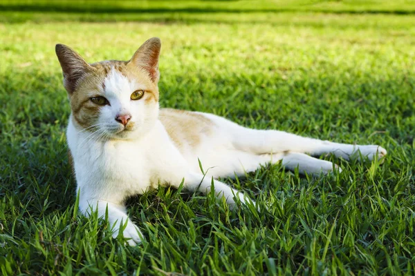 çimenlerin üzerinde beyaz kedi uzan
