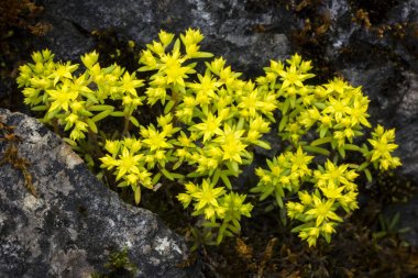 Bahçedeki susanae Chiang Dao Wildlife Reserve alanında buket