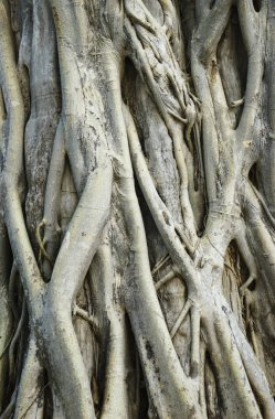 Banyan Tree Roots