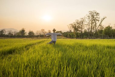 Genç pirinç çeltik alanında büyüyor