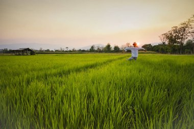 Genç pirinç çeltik alanında büyüyor