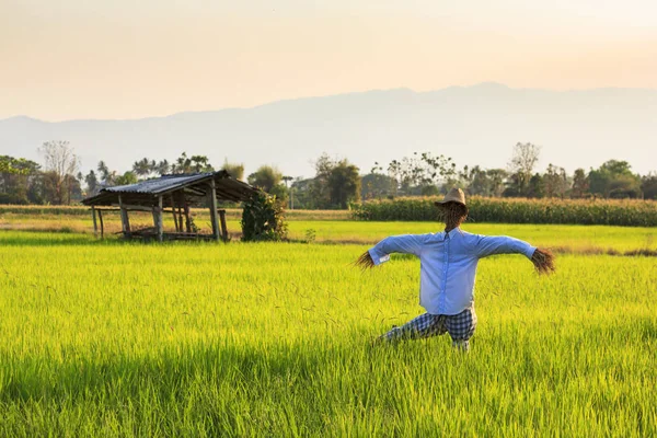 straw man in the rice fields