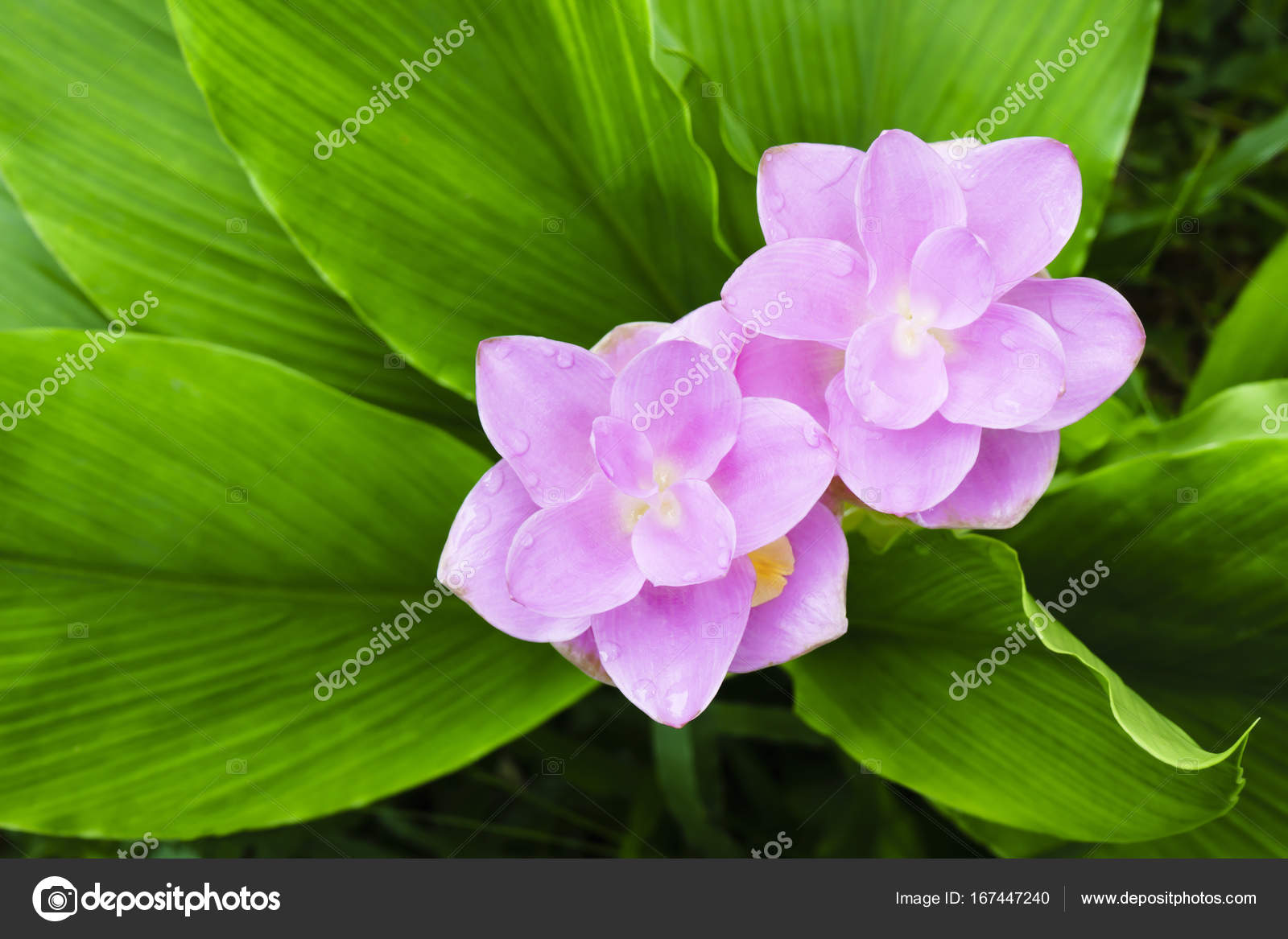 Flor de curcuma rosa, tulipa do Sião fotos, imagens de © pnichaya2015  #167447240