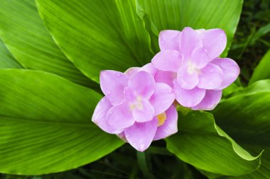 pembe curcuma çiçek, Siam Lale