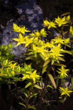 Bahçedeki susanae Chiang Dao Wildlife Reserve alanında buket