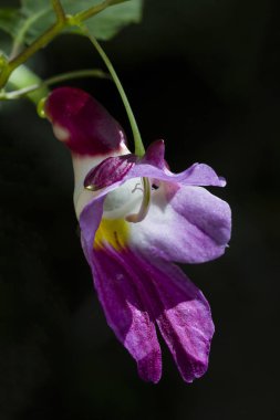 Parrot Çiçek Chiang Dao Wildlife Reserve alanında