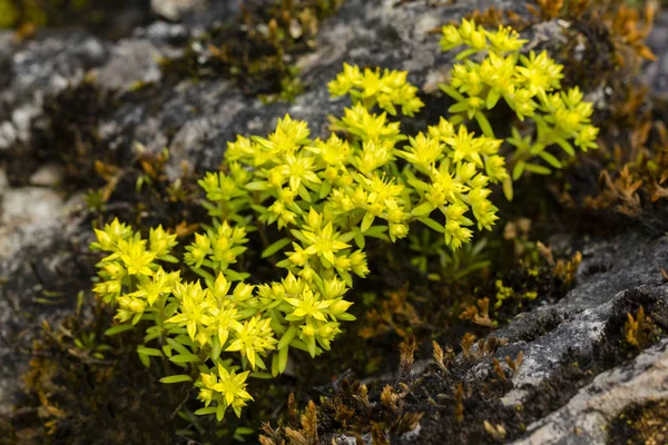Bahçedeki susanae Chiang Dao Wildlife Reserve alanında buket