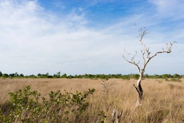 Khao Na Yak, Khao Lampi - şapka Tha, Kuru Sezon plaj orman