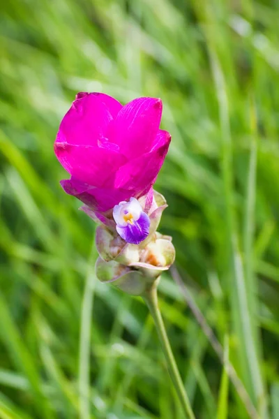 pembe curcuma çiçek, Siam Lale