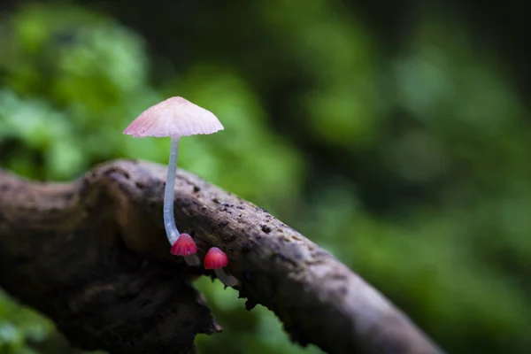 Group of tiny mushroom grow up on wood — Stock Photo, Image