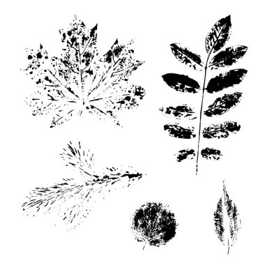 Ağaç yapraklarının izleri, vektör seti, dizayn için elementler