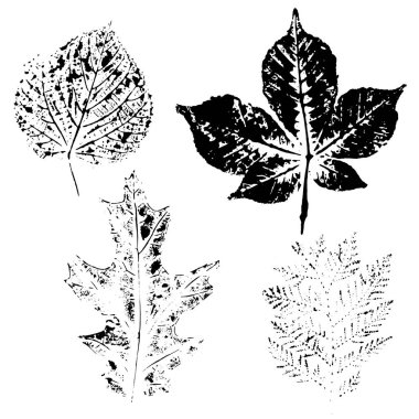 Ağaç yaprakları, vektör seti, dizayn için elementler. Linden, meşe, thuja