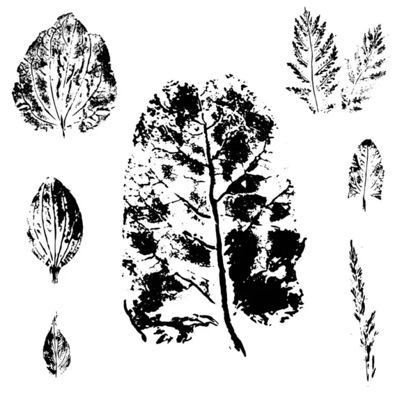 Herbes prairie empreintes, ensemble vectoriel, grunge vectoriel — Image vectorielle