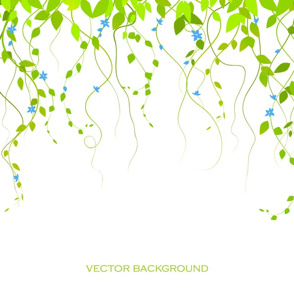 Background with green branches and flowers, lianas, vector branches. The curtain is lian — Stock Vector