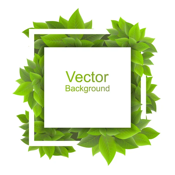 Quadro quadrado com folhagem densa. Vetor no backgroun branco —  Vetores de Stock