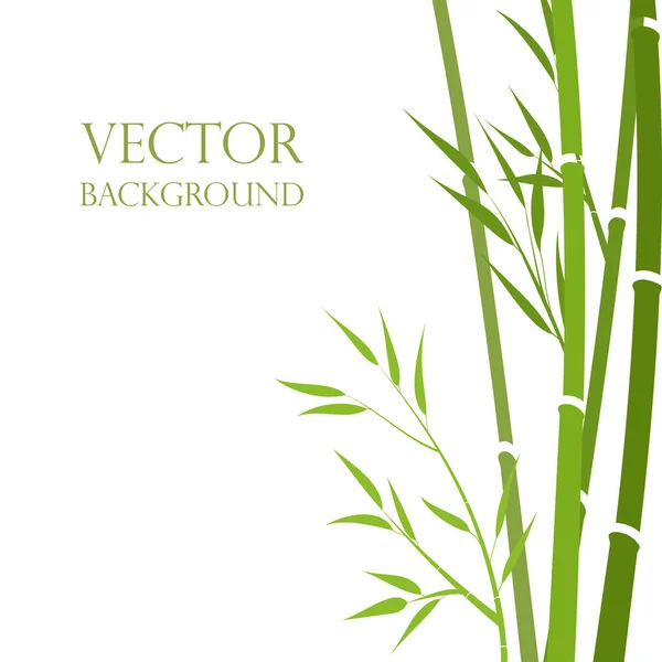 Vector, tallos de bambú estilo abstracto sobre un fondo blanco. .. Fondo exótico. Fondo de jardín, oriental garde — Vector de stock