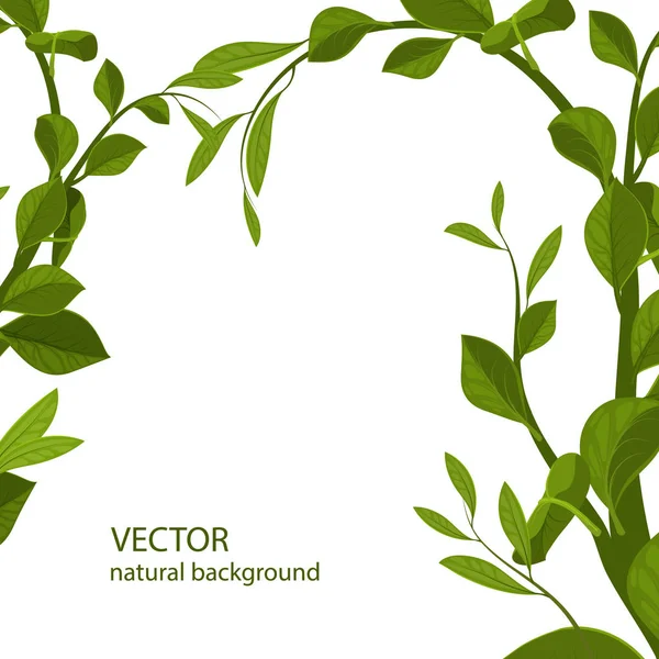 Фон с зелеными листьями, векторная иллюстрация. ветви с зелеными листьями . — стоковый вектор