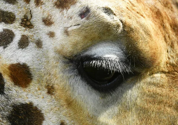 Perfil de una hermosa jirafa — Foto de Stock